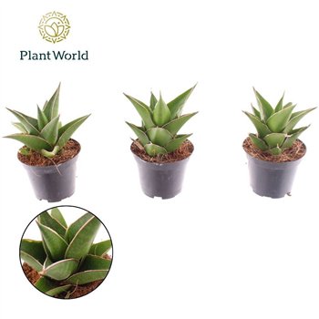 Taščin jezik - Sanseveria ehrenbergii samurai Samurai 7 cm 15cm 7cm Q1296