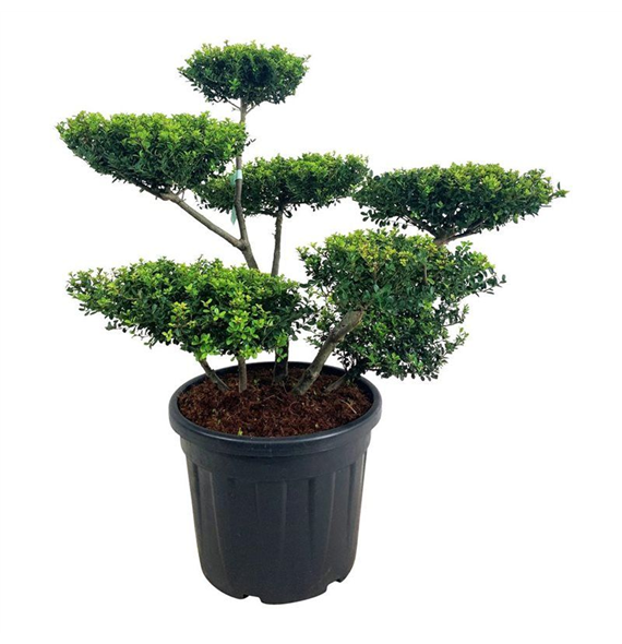 Ilex crenata 'Green Hedge' F00006869