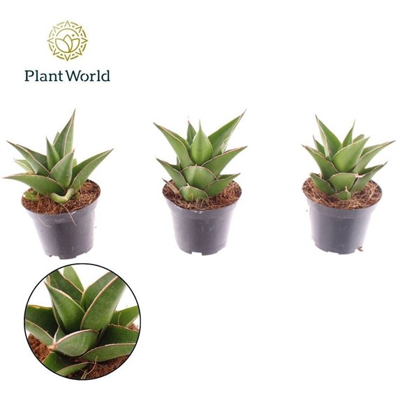 Taščin jezik - Sanseveria ehrenbergii samurai Samurai 7 cm 15cm 7cm Q1296