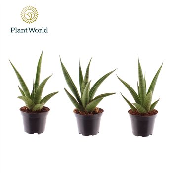 Taščin jezik - Sanseveria cylindrica trifciata Pineapple 7 cm 15cm 7cm Q1299