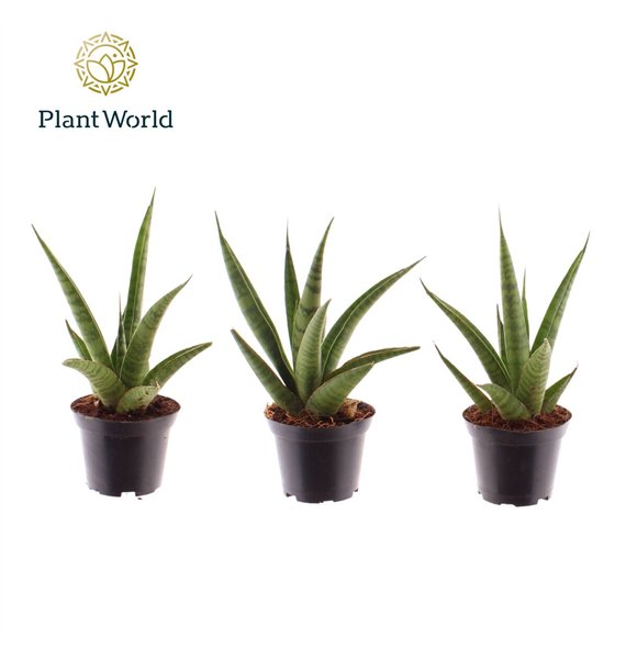 Taščin jezik - Sanseveria cylindrica trifciata Pineapple 7 cm 15cm 7cm Q1299