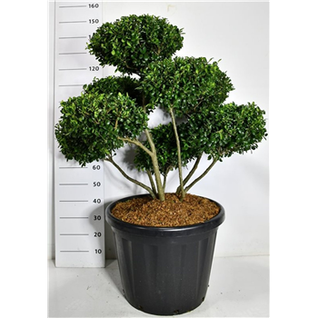 Ilex crenata 'Hetzii' F00006670
