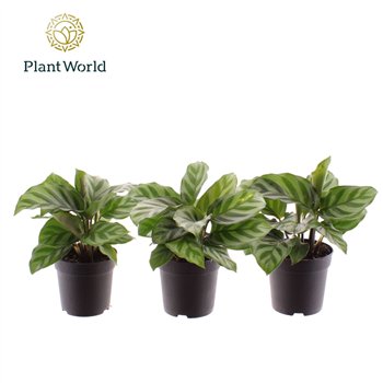 Kalateja freddie Freddie 7 cm 1 pp 15cm 7cm Q2175