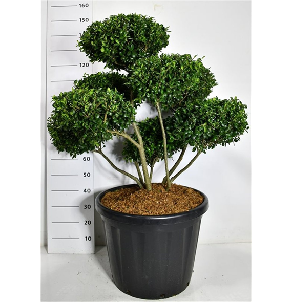 Ilex crenata 'Hetzii' F00006670