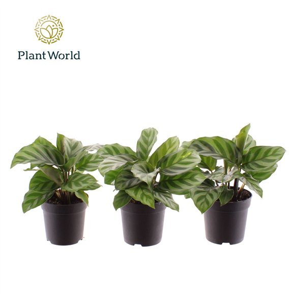 Kalateja freddie Freddie 7 cm 1 pp 15cm 7cm Q2175