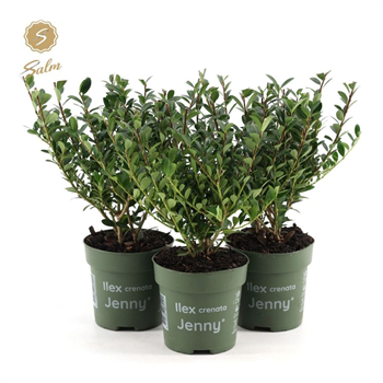 Ilex crenata 'Jenny' F00004105