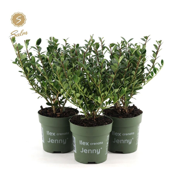 Ilex crenata 'Jenny' F00004105