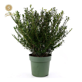 Ilex crenata 'Jenny' F00006557