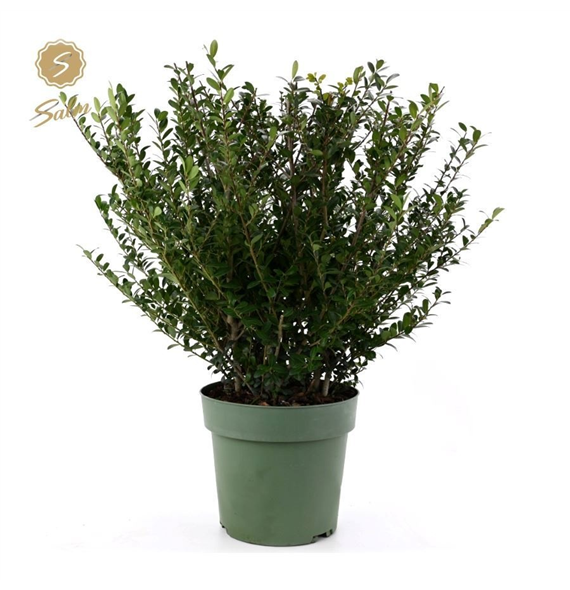 Ilex crenata 'Jenny' F00006557