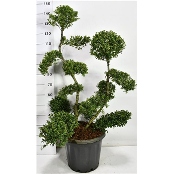 Ilex crenata 'Kin Me' F00006685