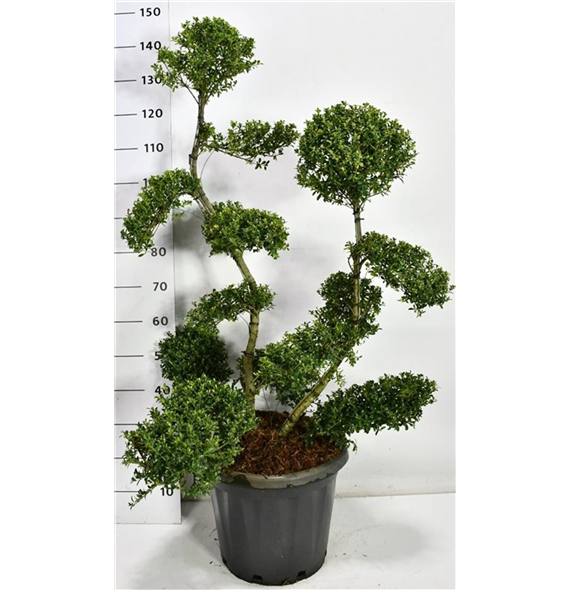 Ilex crenata 'Kin Me' F00006685