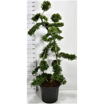Ilex crenata 'Kin Me' F00006667