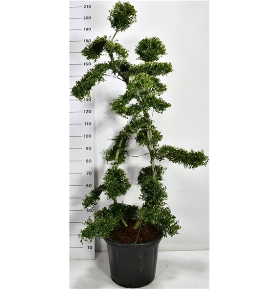 Ilex crenata 'Kin Me' F00006667