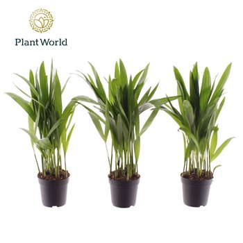 Palma Dypsis lutescens (Areca) 7 cm 8 pp 30cm 7cm Q2858