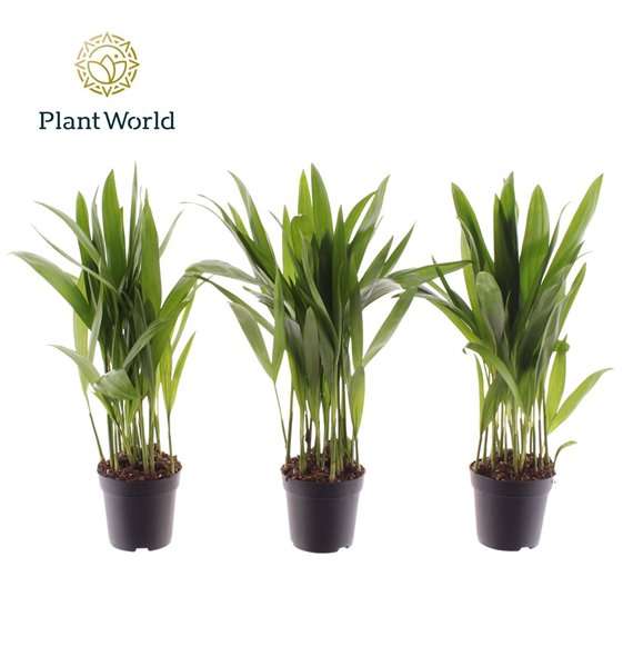 Palma Dypsis lutescens (Areca) 7 cm 8 pp 30cm 7cm Q2858