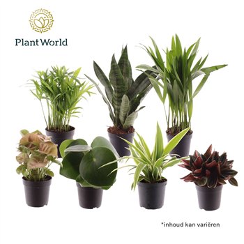 Miks lončnic Keen on Green mix Indiana 7 cm 1 pp 15cm 7cm Q4922