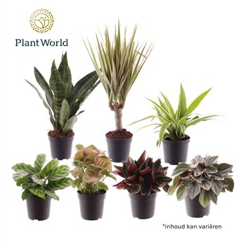 Miks lončnic Keen on Green mix Colorado 7 cm 1 pp 15cm 7cm Q4923