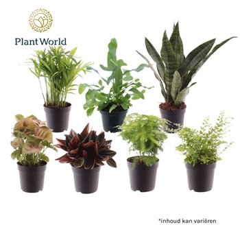 Miks lončnic Keen on Green mix Georgia 7 cm 1 pp 15cm 7cm Q4924