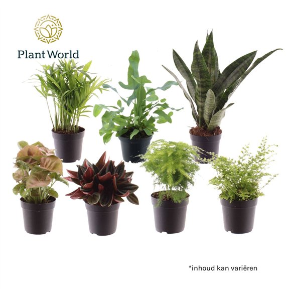 Miks lončnic Keen on Green mix Georgia 7 cm 1 pp 15cm 7cm Q4924