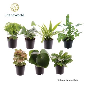 Miks lončnic Keen on Green mix Florida 7 cm 1 pp 15cm 7cm Q4925