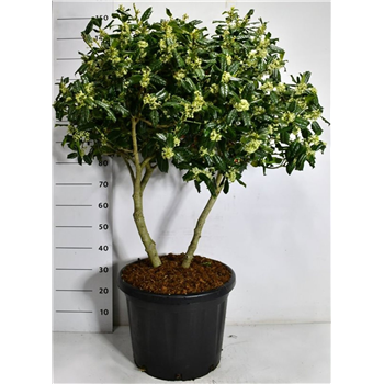 Ilex crenata 'Nellie R Stevens' F00007561