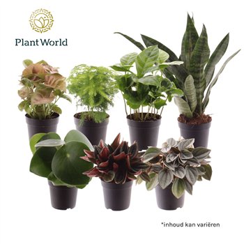 Miks lončnic Keen on Green mix Nevada 7 cm 1 pp 15cm 7cm Q4926