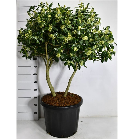 Ilex crenata 'Nellie R Stevens' F00007561