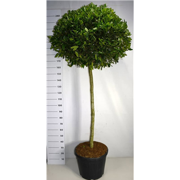 Ilex crenata 'Nellie R Stevens' F00006330