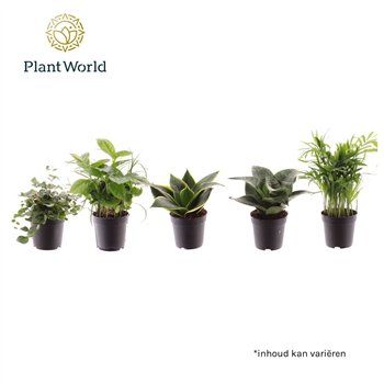 Miks lončnic Keen on Green Texas mix 7 cm 1 pp 30cm 7cm Q4928