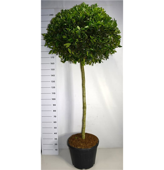 Ilex crenata 'Nellie R Stevens' F00006330