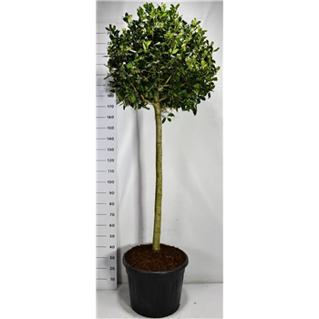 Ilex crenata 'Nellie R Stevens' F00006686