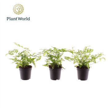 Pteris albolineata cretica Albolineata 7 cm 15cm 7cm Q5057