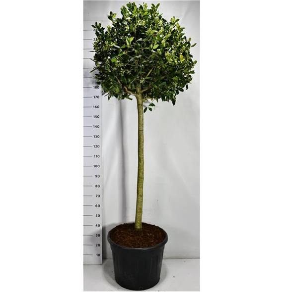 Ilex crenata 'Nellie R Stevens' F00006686
