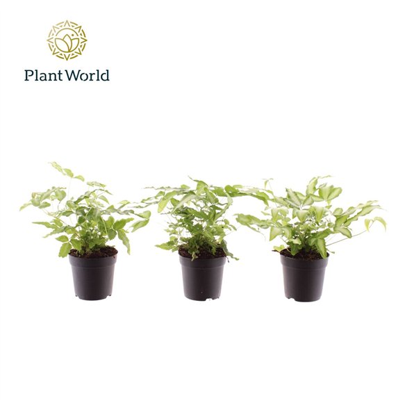 Pteris albolineata cretica Albolineata 7 cm 15cm 7cm Q5057