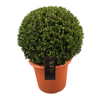 Ilex crenata 'Stokes' F00007326