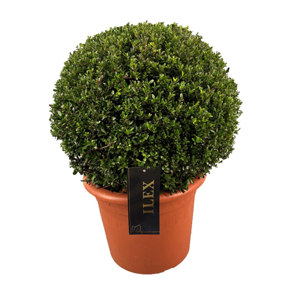 Ilex crenata 'Stokes' F00007326