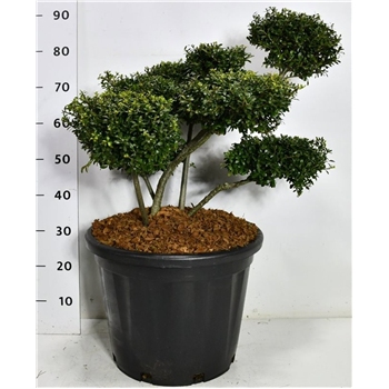 Ilex crenata 'Stokes' F00006640