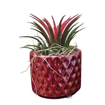 Tillandsia arrangement diamond red pot 1 pp 20cm 6cm Q5215