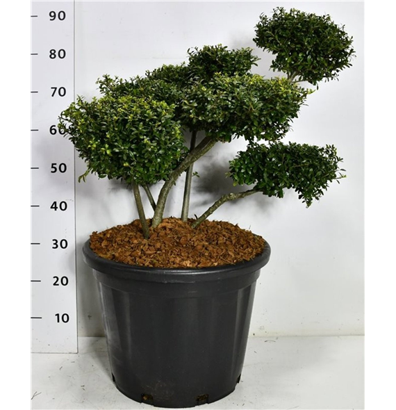 Ilex crenata 'Stokes' F00006640