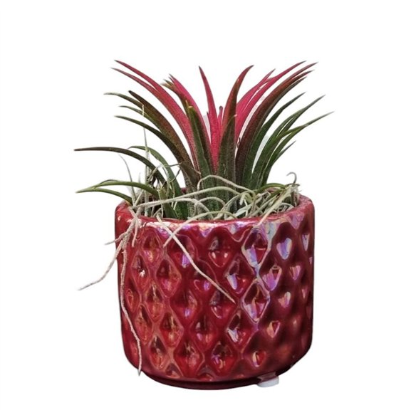 Tillandsia arrangement diamond red pot 1 pp 20cm 6cm Q5215