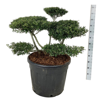 Ilex crenata 'Stokes' F00007368
