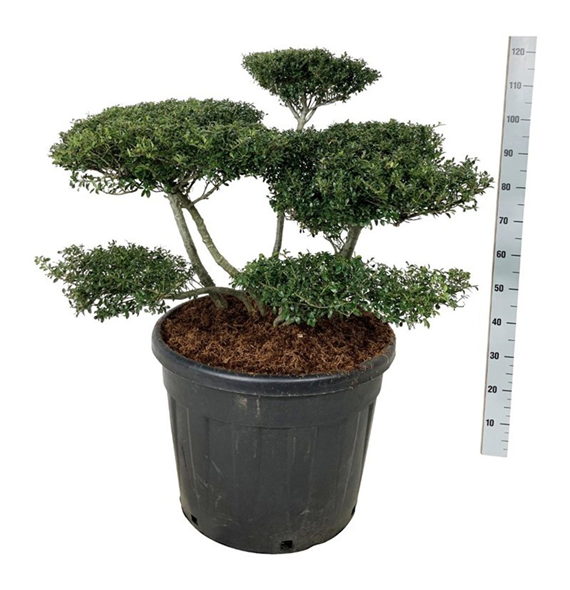 Ilex crenata 'Stokes' F00007368