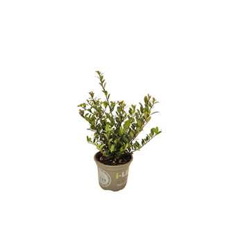 Ilex crenata Dark Green F00004104
