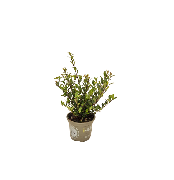 Ilex crenata Dark Green F00004104