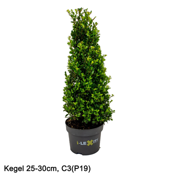 Ilex crenata Dark Green F00005450