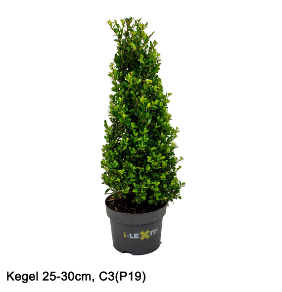 Ilex crenata Dark Green F00005450