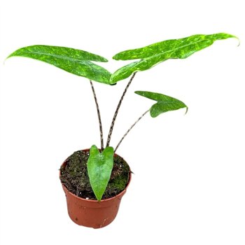 Alokazija Reticulata 1 pp 15cm 10.5cm Q169