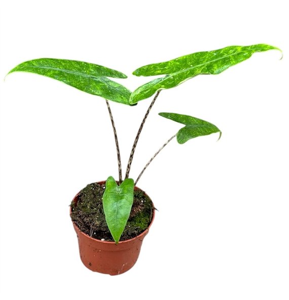 Alokazija Reticulata 1 pp 15cm 10.5cm Q169