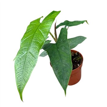 Alokazija Sulawesi Green Carpet 1 pp 15cm 10.5cm Q192