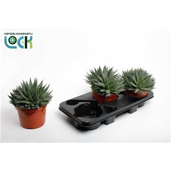 Aloe aristata Aloë Aristata 25cm 17cm Q208